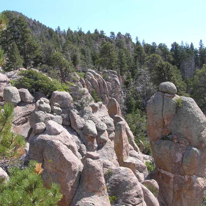 Near Gardner Peak Trail #6