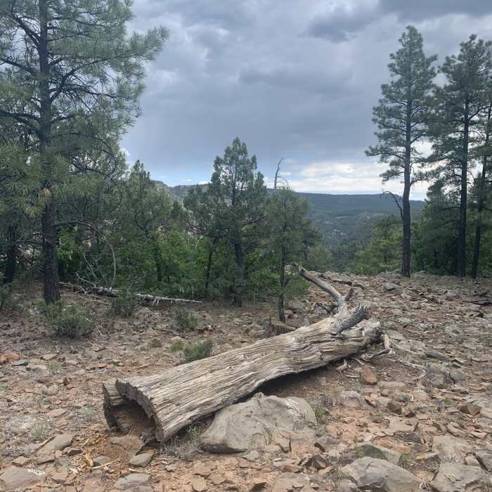 Near Telephone Trail