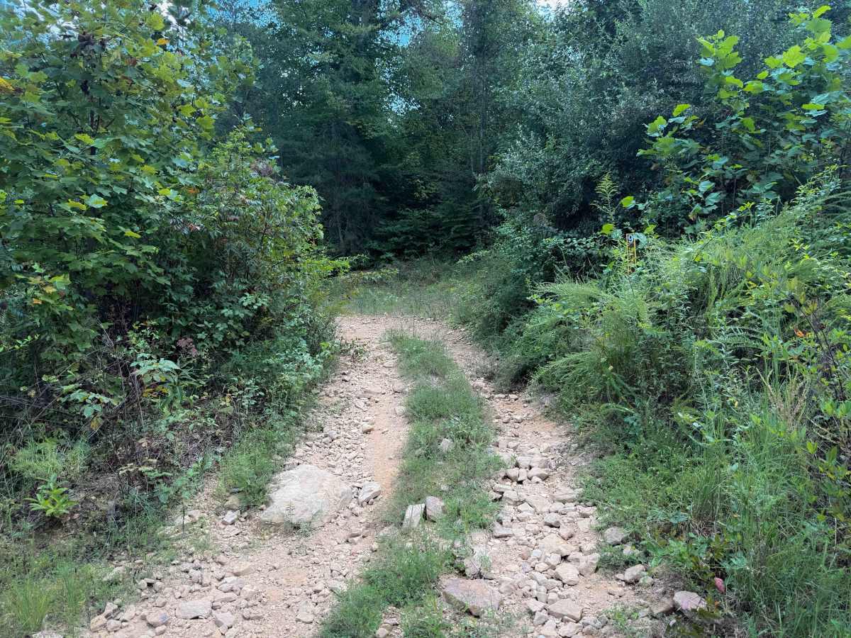 Brashy Fork Ridge Trail photo 5