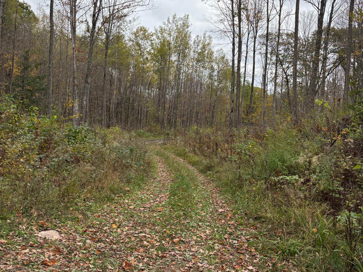Hemlock North/South photo 3