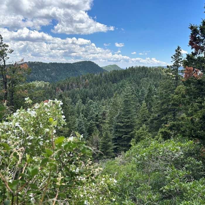 Near Tree Spring Trail #147