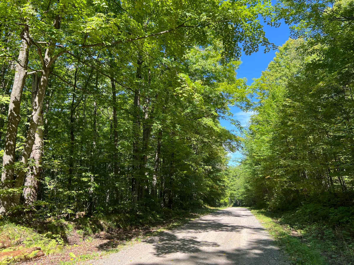 Goose Creek Road - FS 2367 trail photo