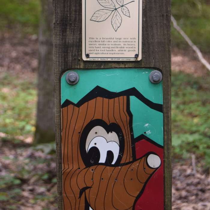 This 'talking tree' tells you about the shagbark hickory. Near Low Lands Trail