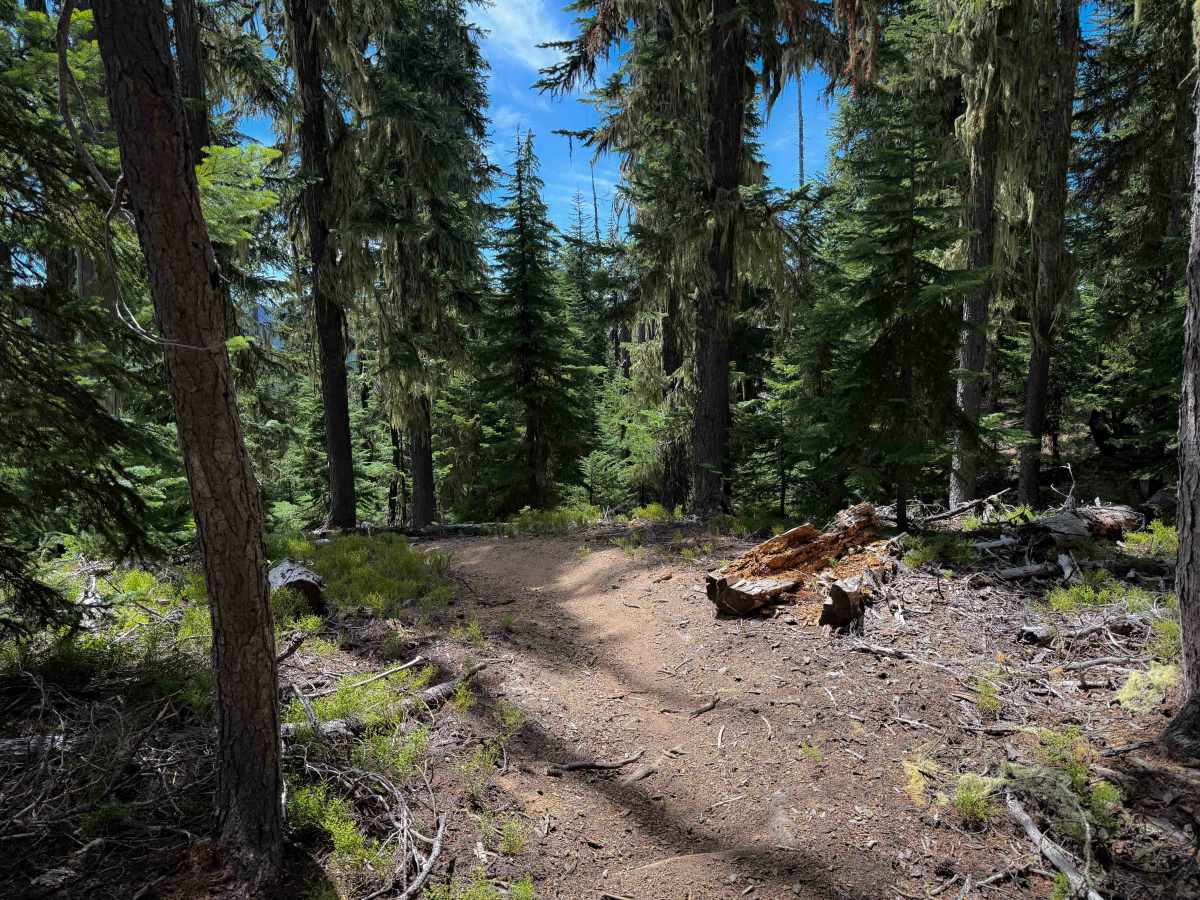 Start O Willamette Trail   photo 3