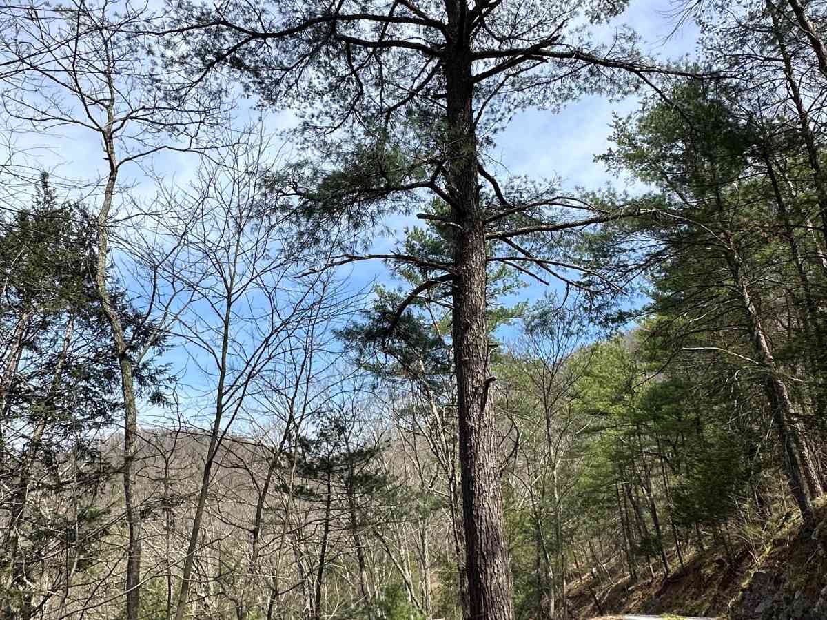 Alleghany Line Road photo 6