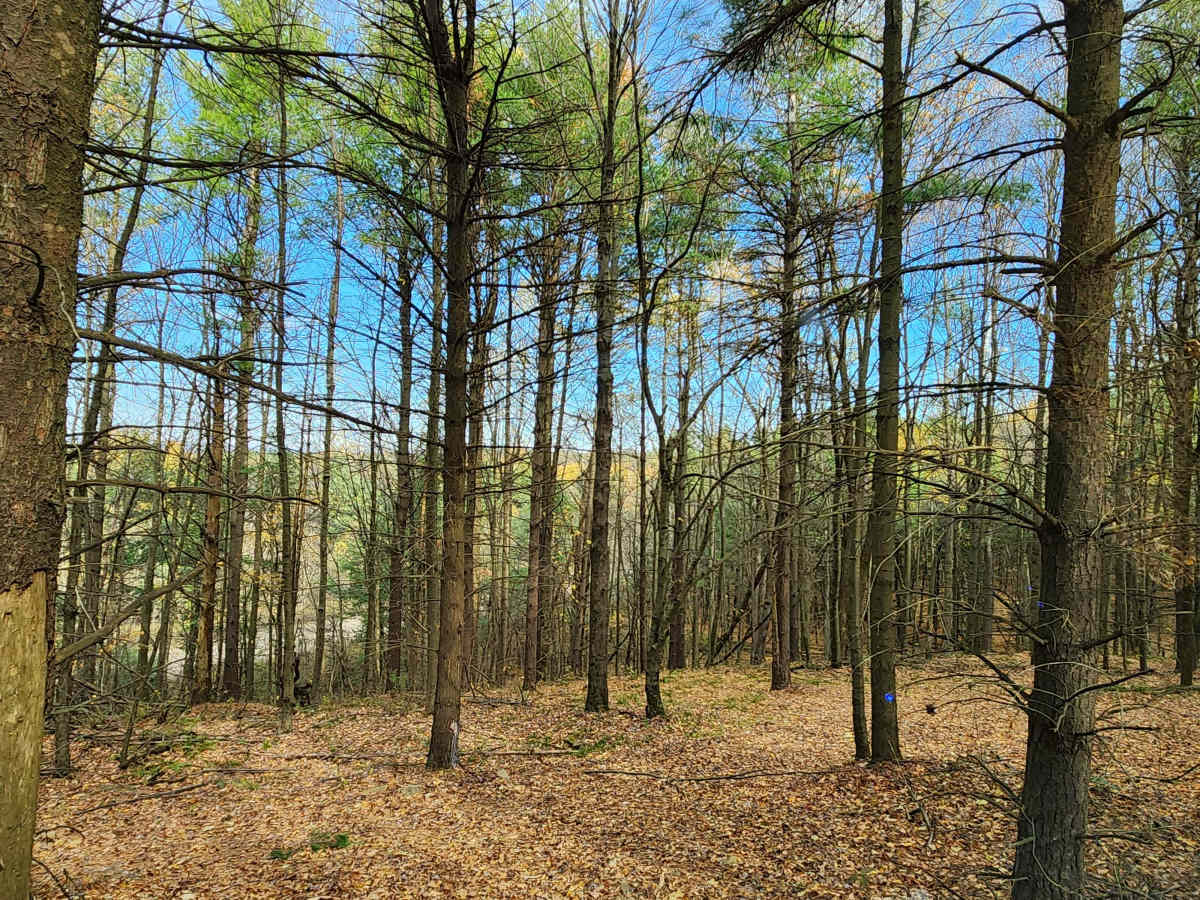 OHV 6 - Rock Run Recreation Area photo 2