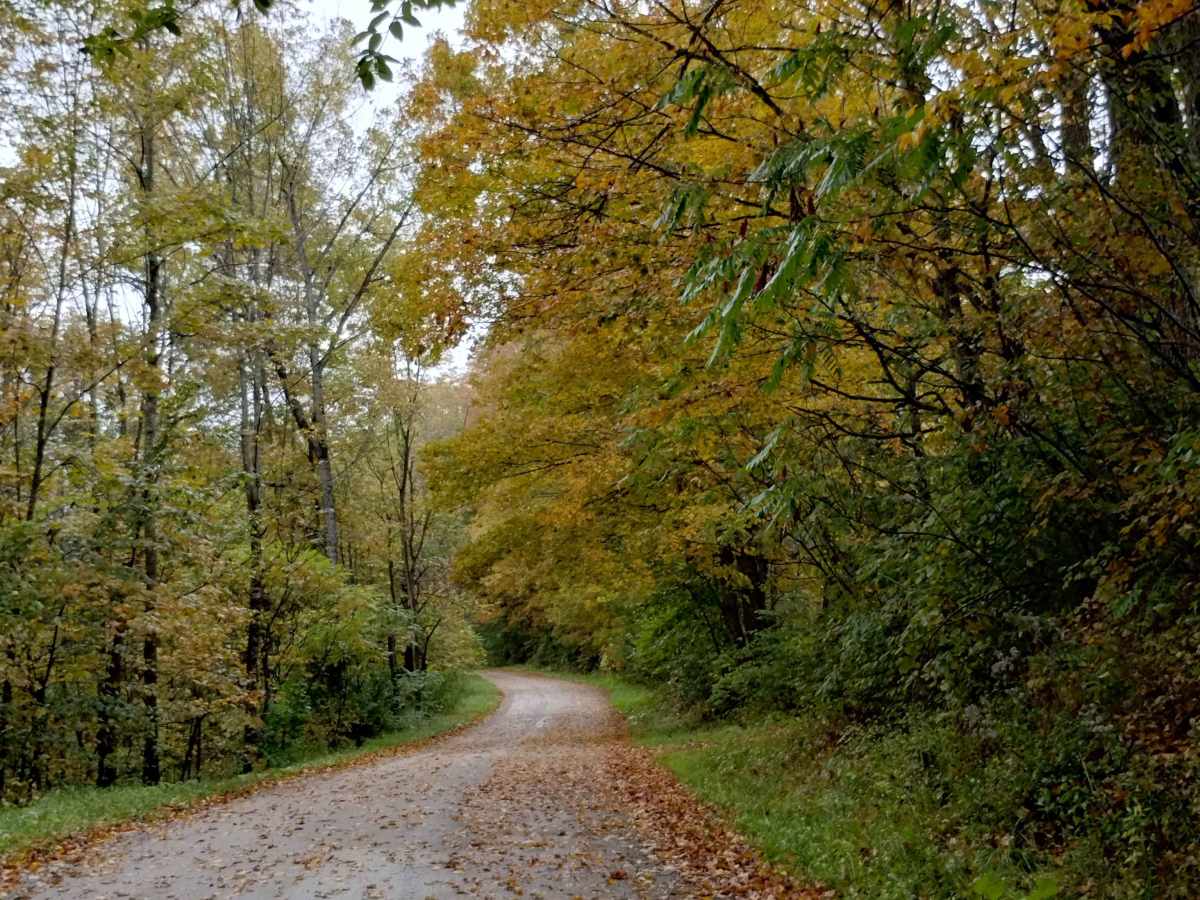 Falls Hill Track photo 5