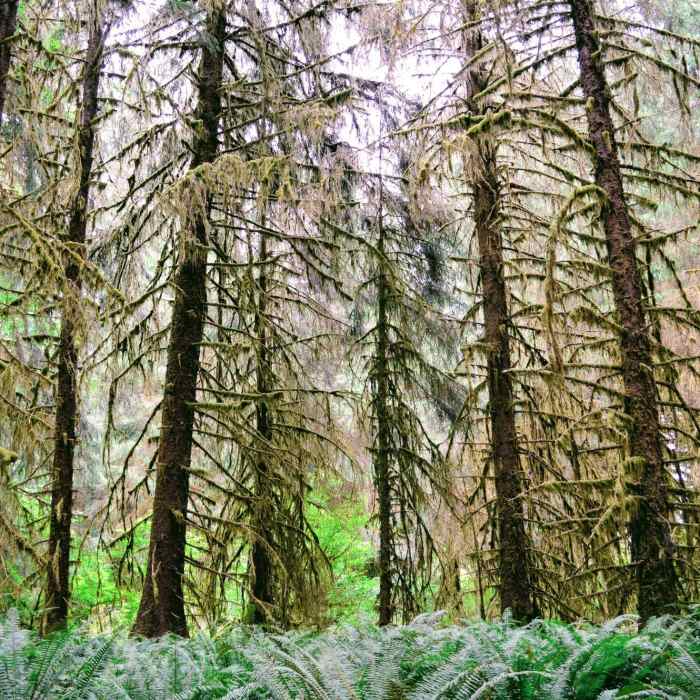 Near Hoh River Trail to Five Mile Island Out and Back