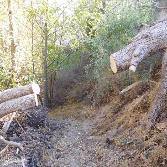 Recently cleared fallen oak in canyon bottom. USFS volunteers have been maintaining this trail. Near Devil's Canyon Trail #11W07