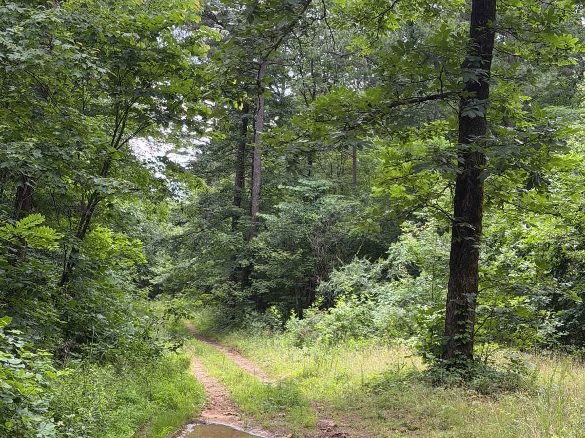 Ozark Beauty Trail photo 3