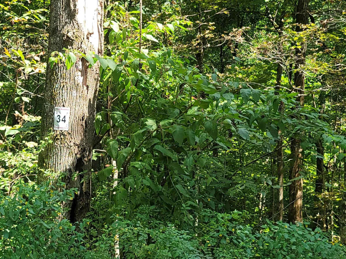 Trail 34 - Sugar Tree Gap photo 5