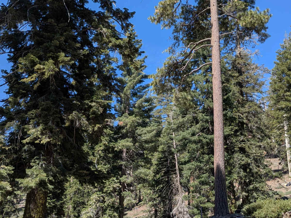 Sunday Peak Trail photo 6