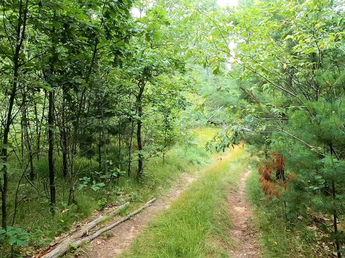 Narrow Wooded Grass Trail trail photo