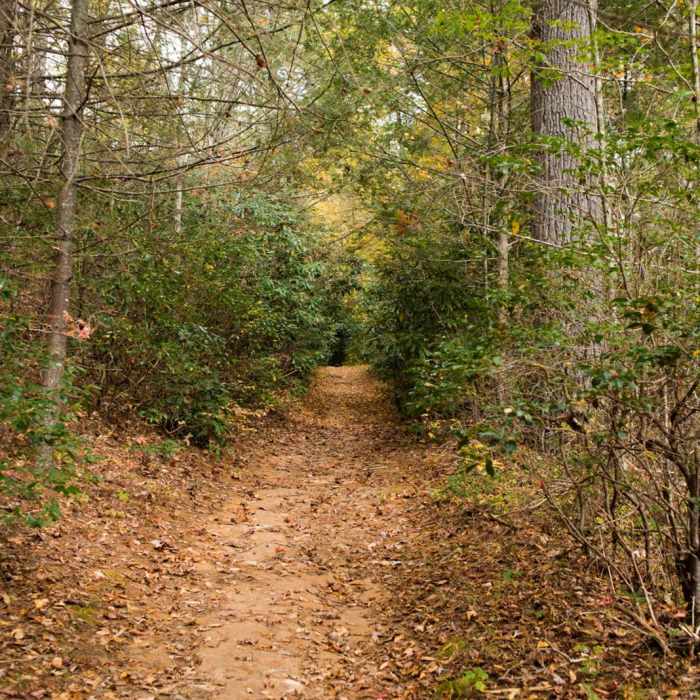 Near Pink Beds Loop Near Pink Beds Loop