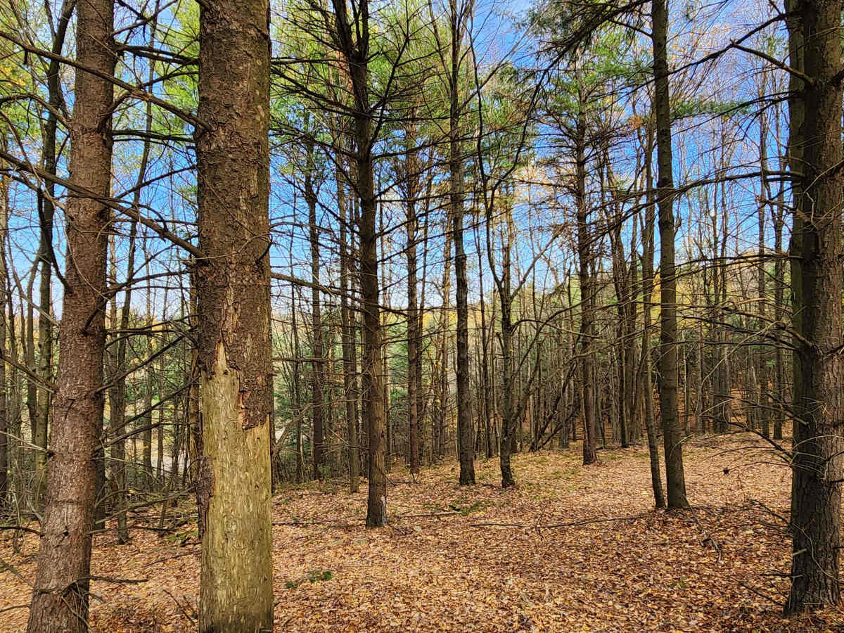 OHV 6 - Rock Run Recreation Area photo 3