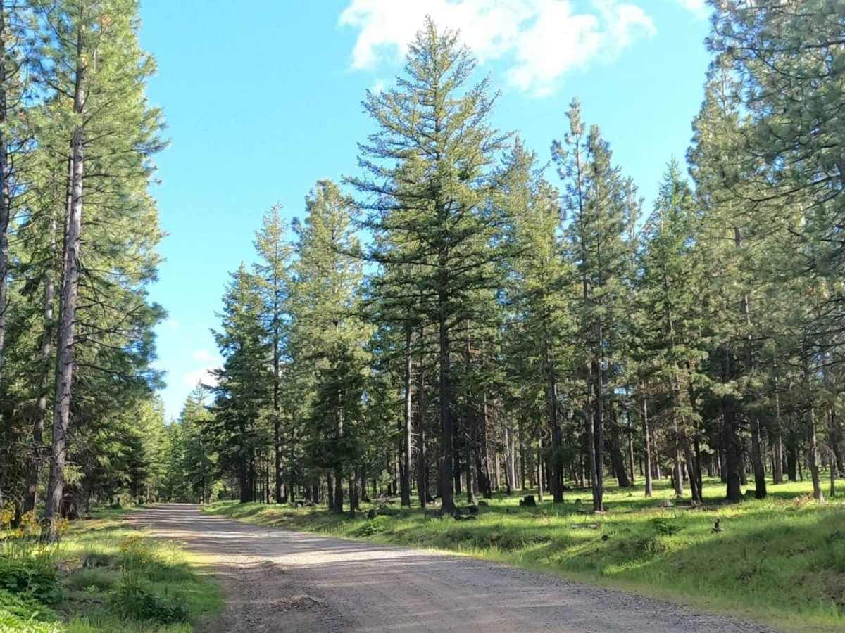 Bethel Ridge Road - NF1500 photo 5