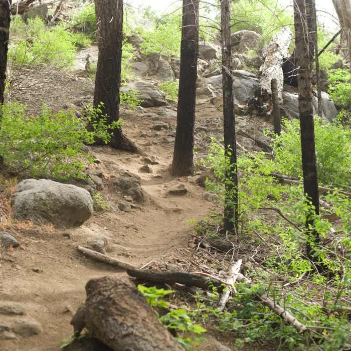 Near Carlon Falls Trail
