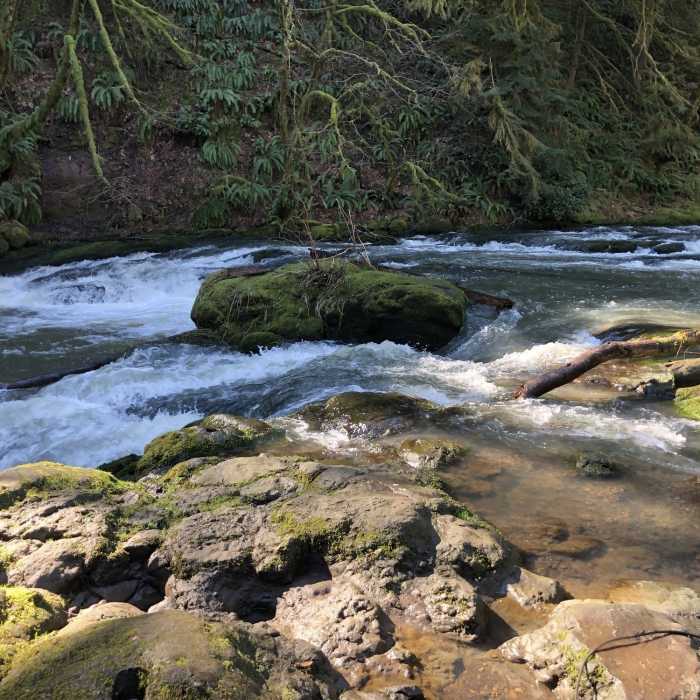 Near Trail 11 (Woodburn Falls)