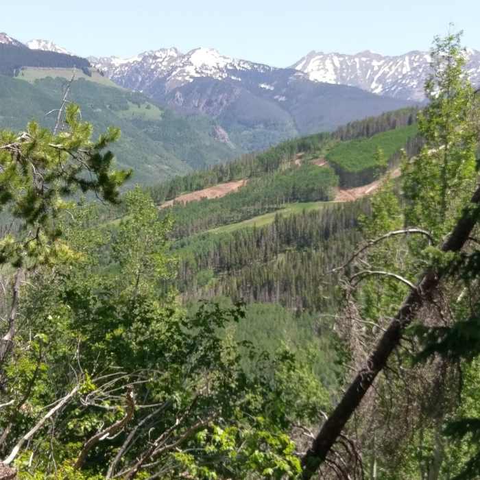 Near Cabin Trail