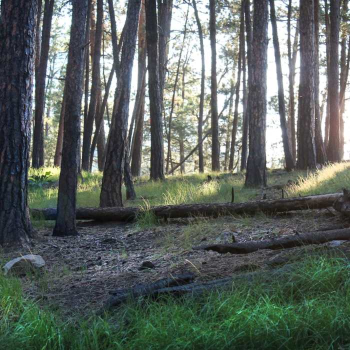 Near Lover's Leap Trail