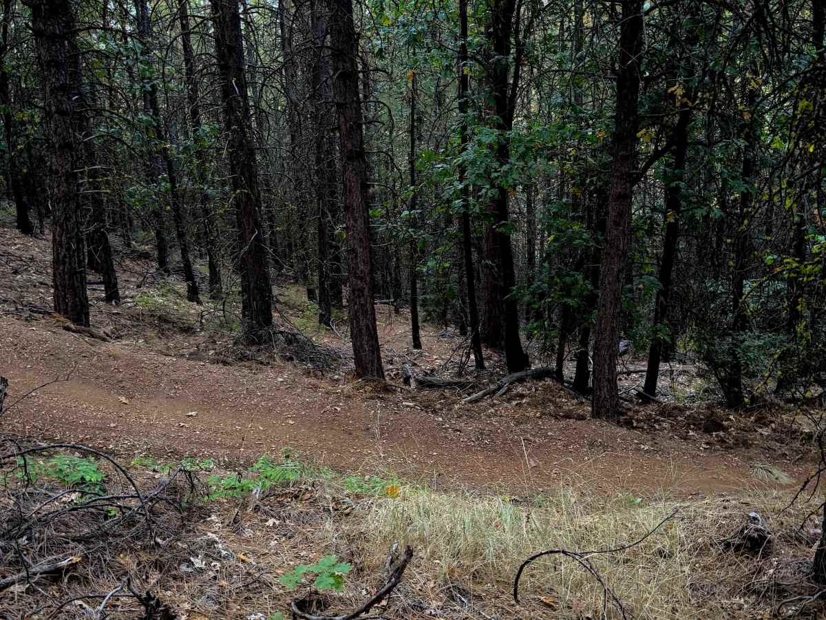 Berry Creek Tie  photo 5