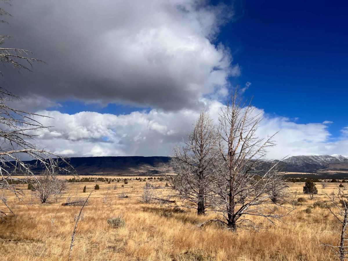 Steens Mustang Bounce photo 6