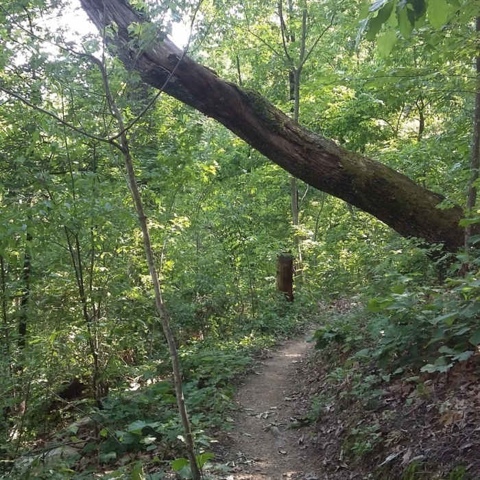 A dead tree hangs precariously over Sharp Shin. Near Sharp's Ridge Loop