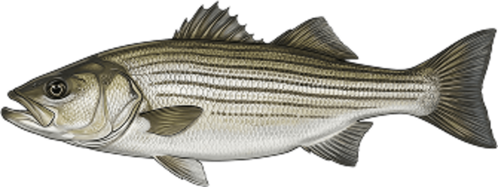 Striped Bass