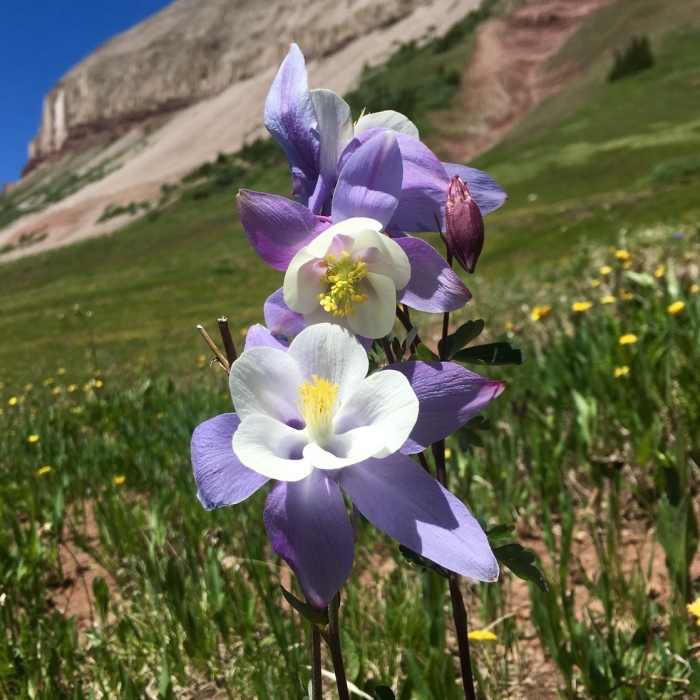 Near Engineer Mountain Trail