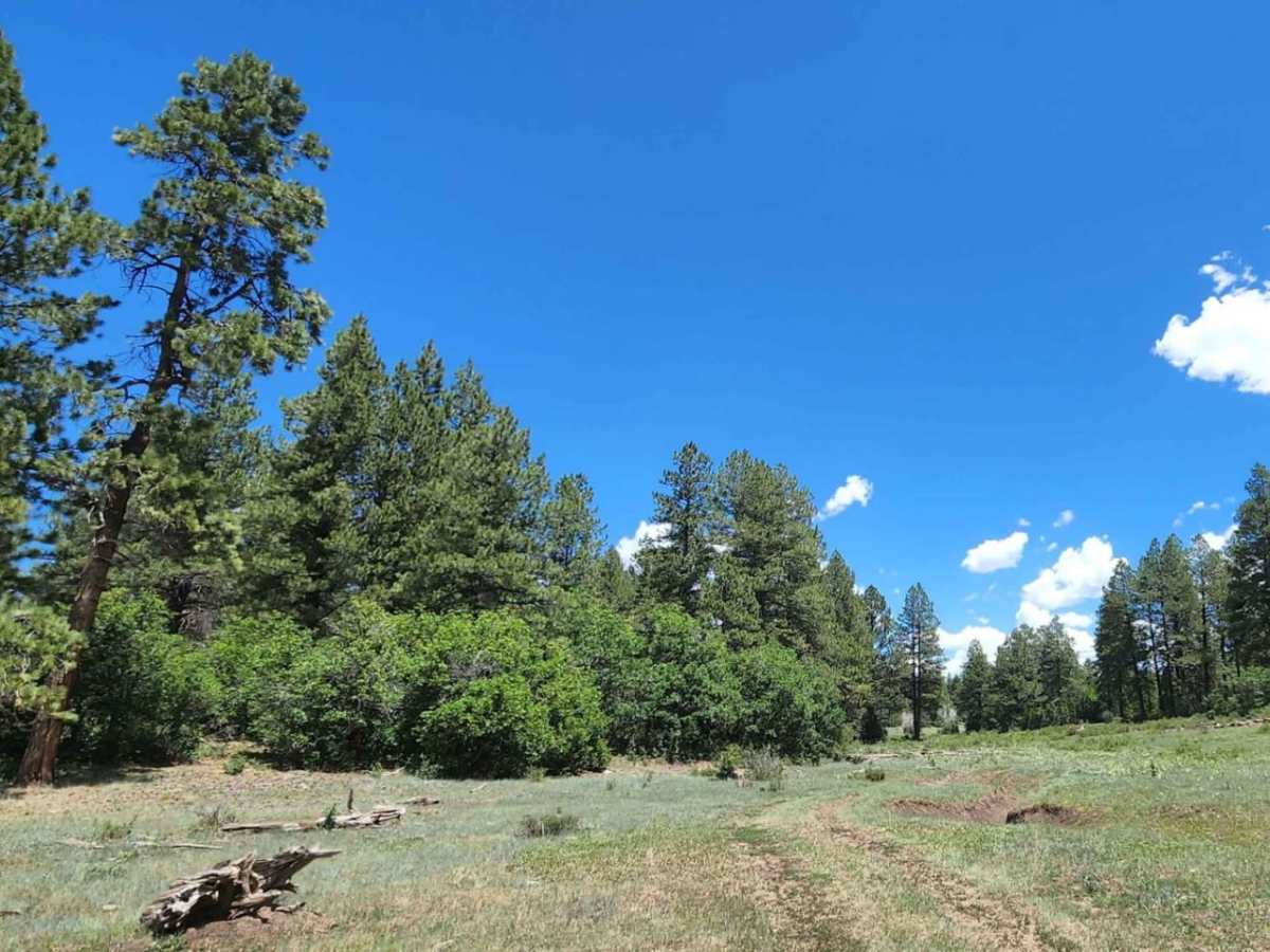 Dry Canyon A Road photo 6