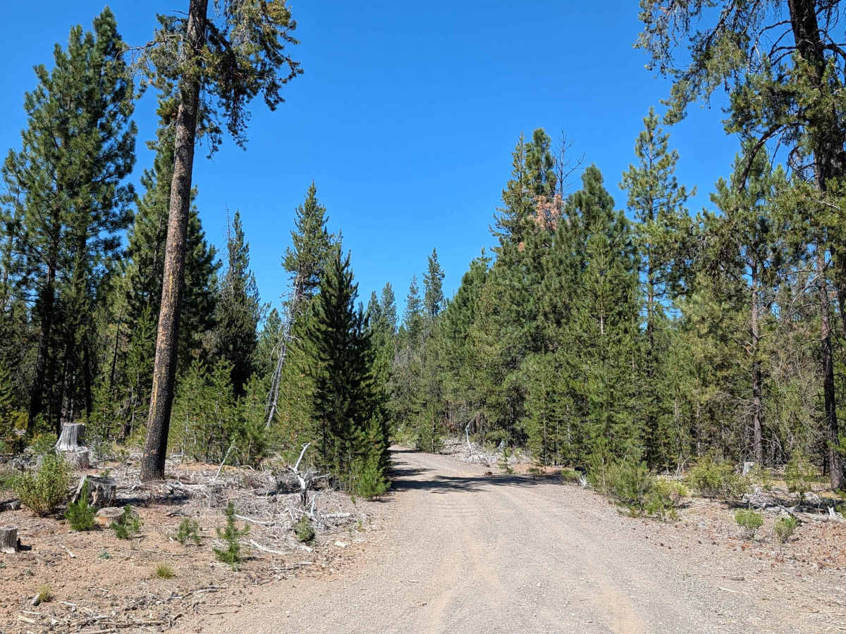 Davis North - FS 42N04 trail photo