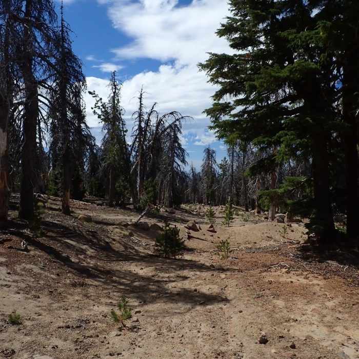 Near Yamsay Mountain Trail #3799