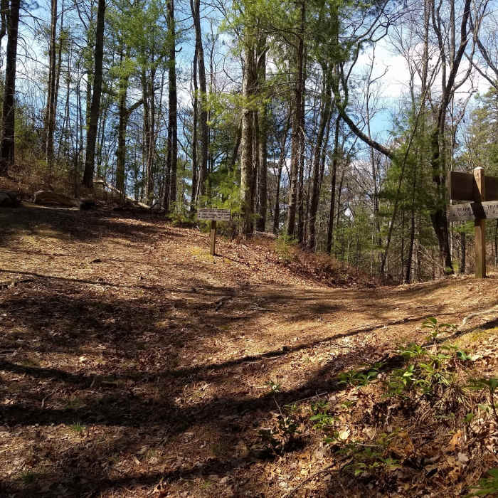 Late afternoon sun sets in as the Cooper Road Trail passes Hatcher Mountain Trail (left) and Beard Cane Trail (right) Near Beard Cane Trail