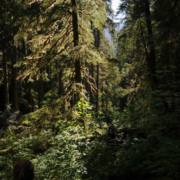 Near Glacier Lake Trail #89
