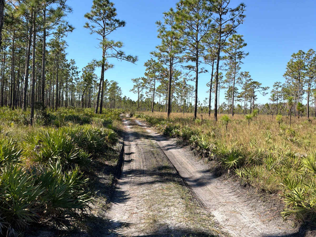 Road 15 - Three Lakes WMA photo 6