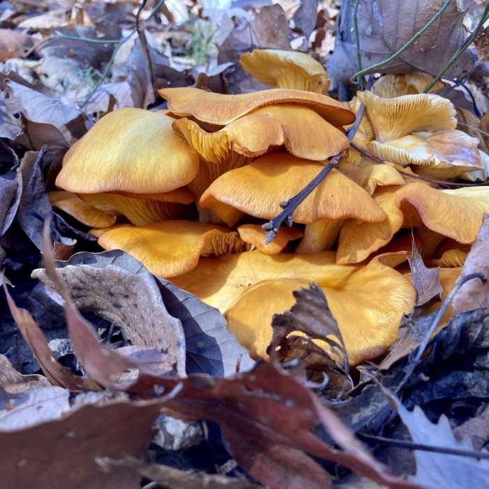 Near Laurel Woods Trail