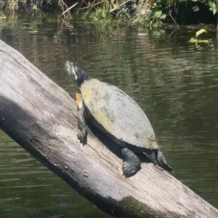 Near Upper Schuylkill River Trail