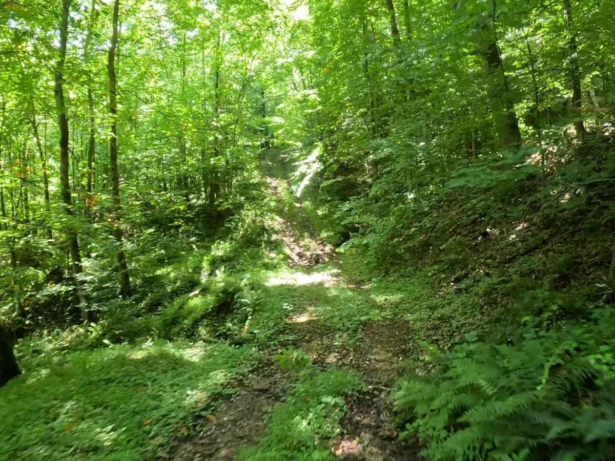 Q3D trail photo