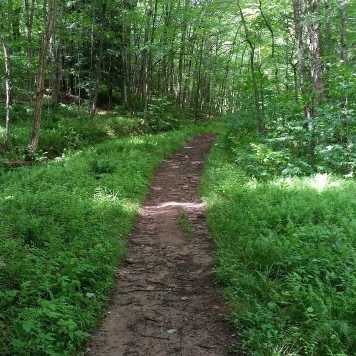 How most of Seneca Creek Trail looks. Near Seneca Creek Trail (TR515)