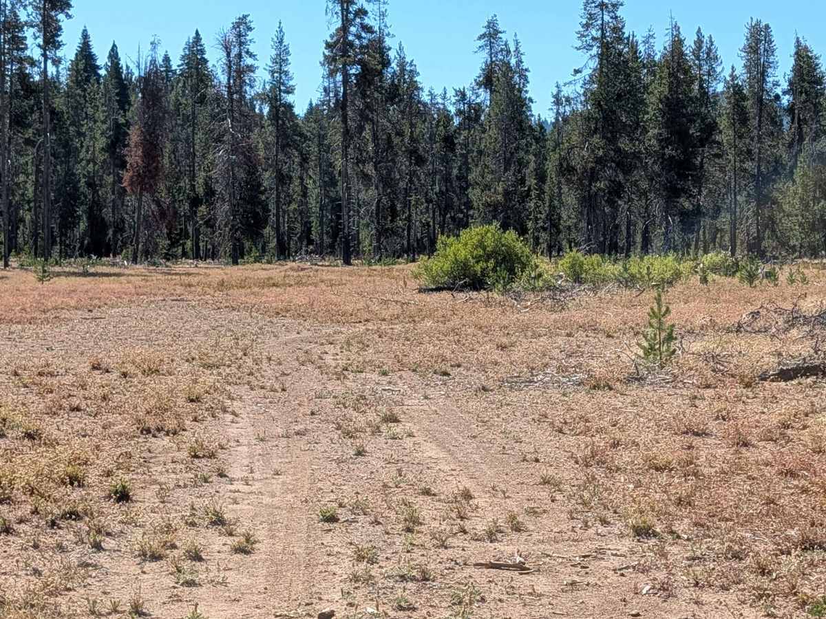 White Deer Lake West - FS 41N40 photo 6