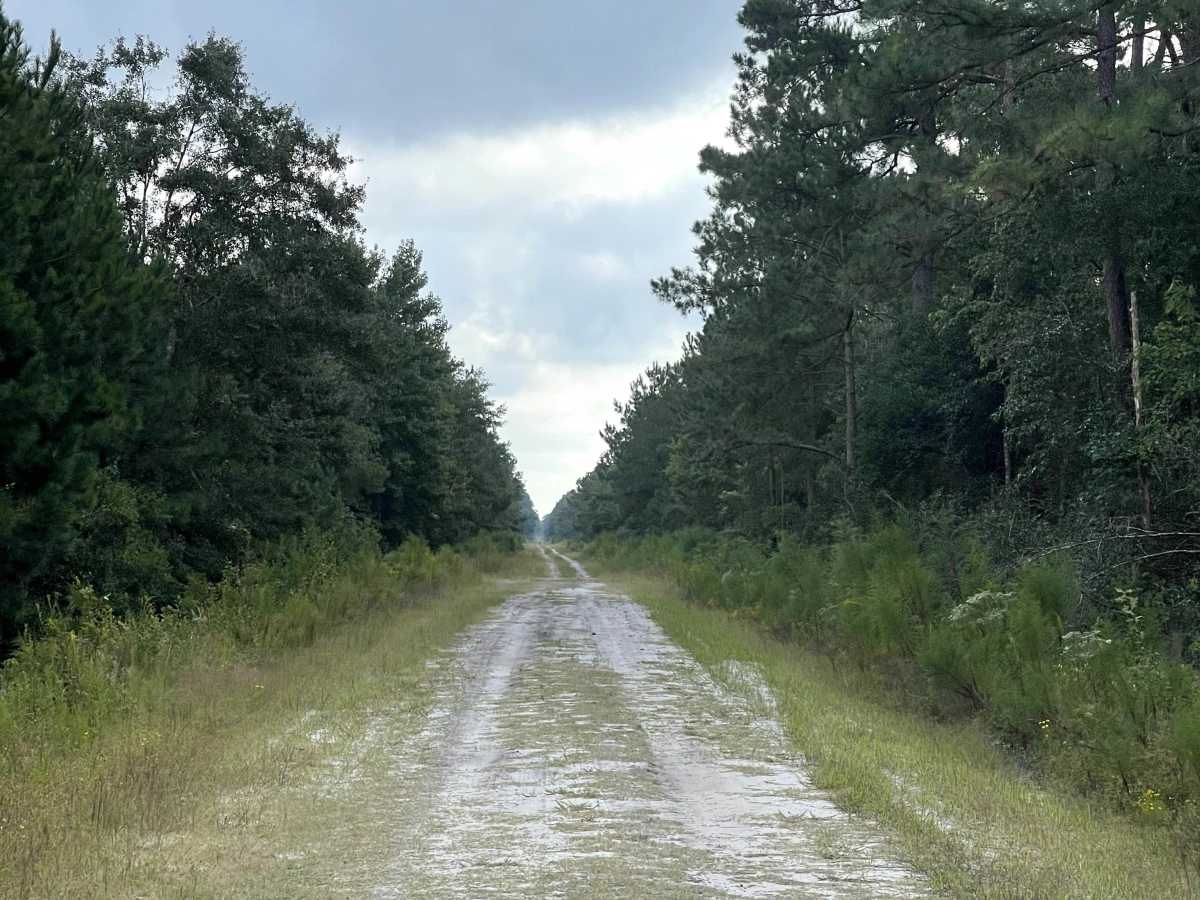 Evergreen  trail photo
