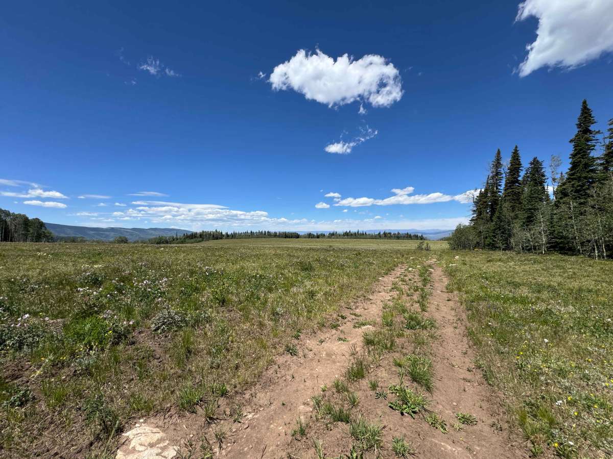 FS 421 trail photo