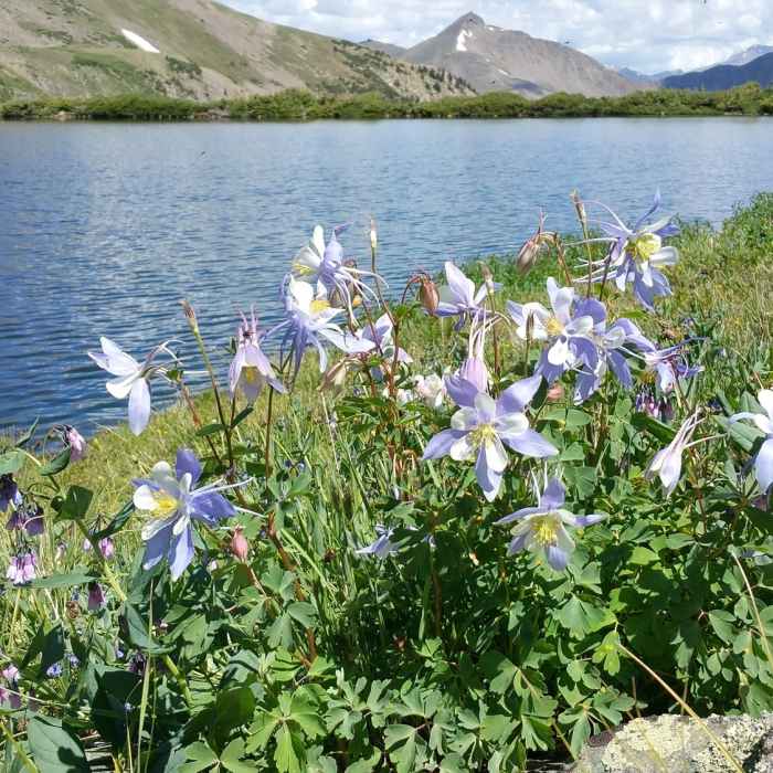 Near Ptarmigan Lake Trail #1444