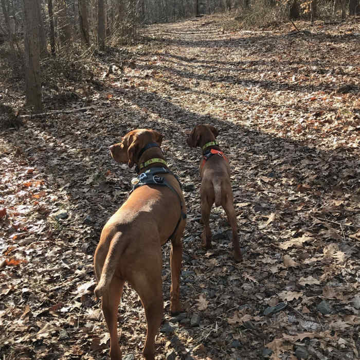 Near Sugarland Run Trail: Seneca Ridge to Algonkian Parkway