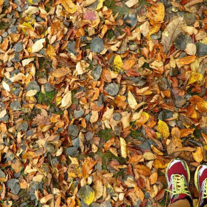 Fall leaves... Near Purple Loop