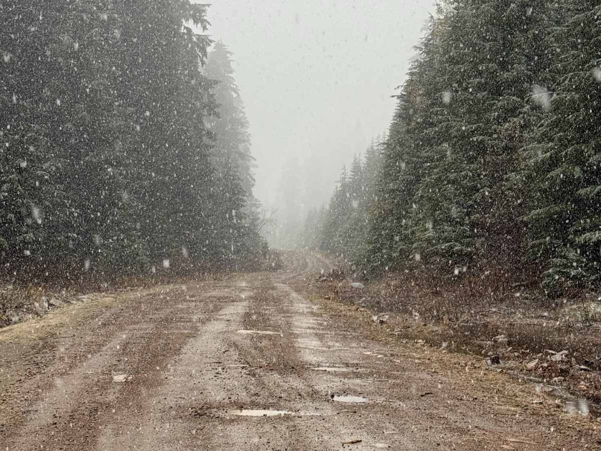 Kleanza Forest Service Road photo 6