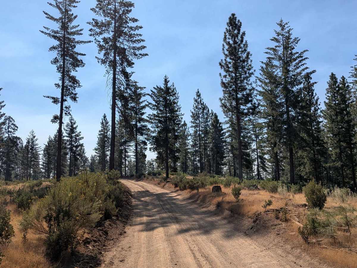 Boneyard Road - FS 1S07 photo 5