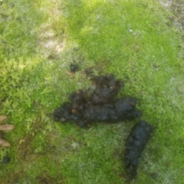 Bear scat! Near Marl Lake Trail System