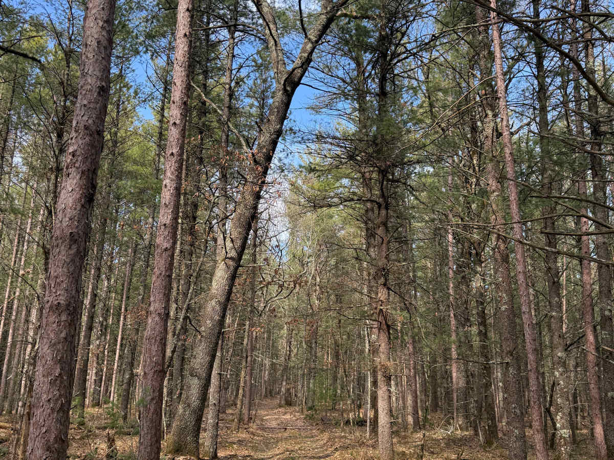 FS 8337 trail photo
