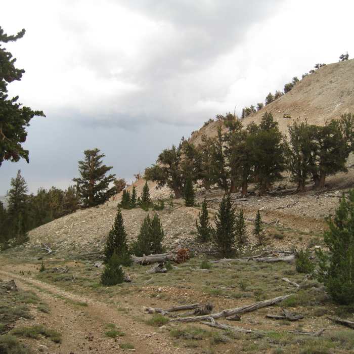 Climbing along White Mountain Road. Near White Mountain Peak